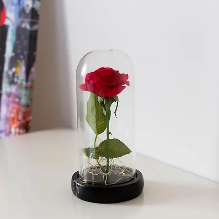 Apartamento Cosy / / Jungle Serris